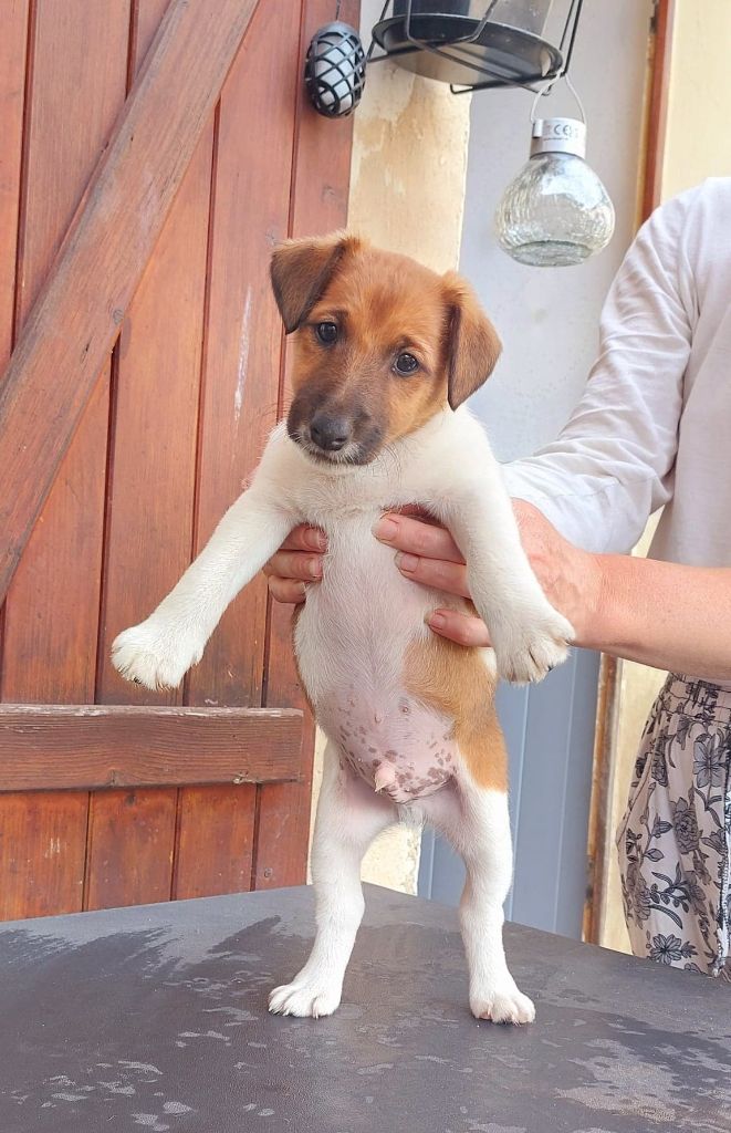 chiot Fox Terrier Poil lisse de la Vallee de Buire